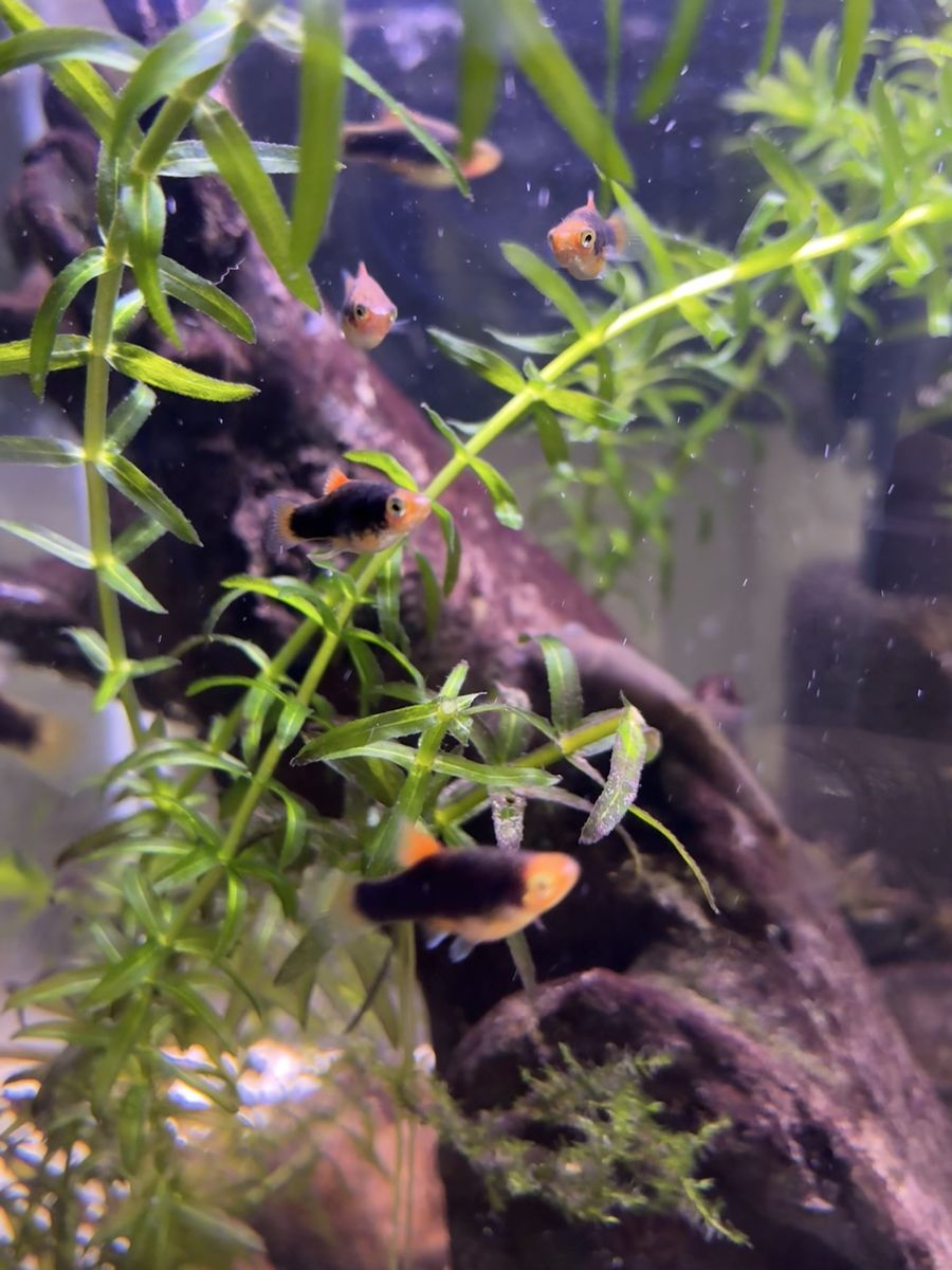 Baby High Fin Platys