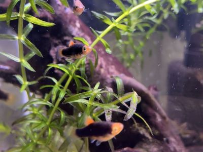 Baby High Fin Platys
