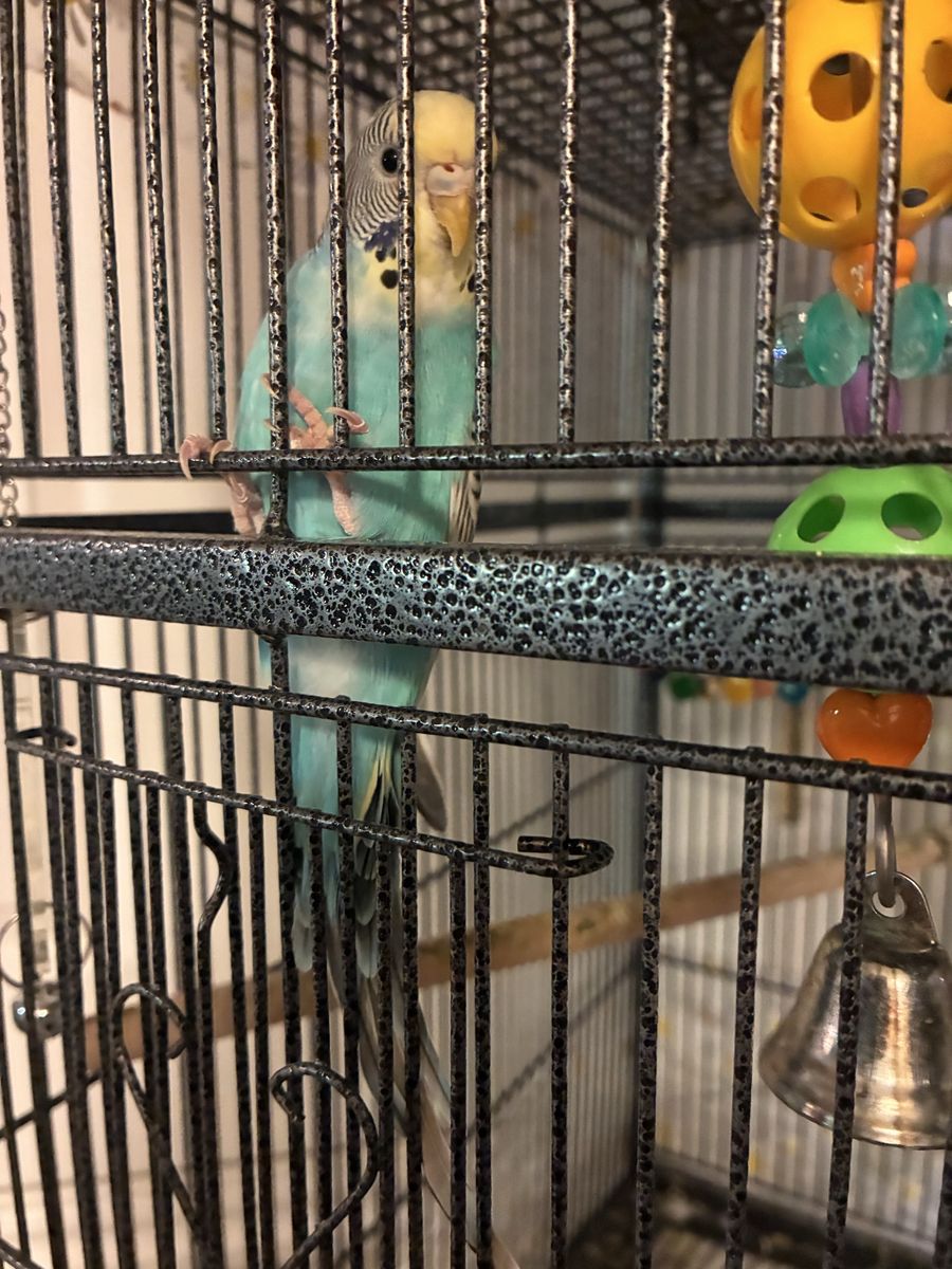 Parakeet about 8 months old. 