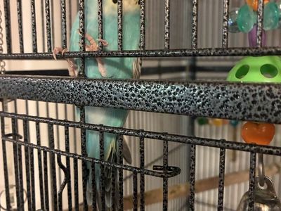 Parakeet about 8 months old.