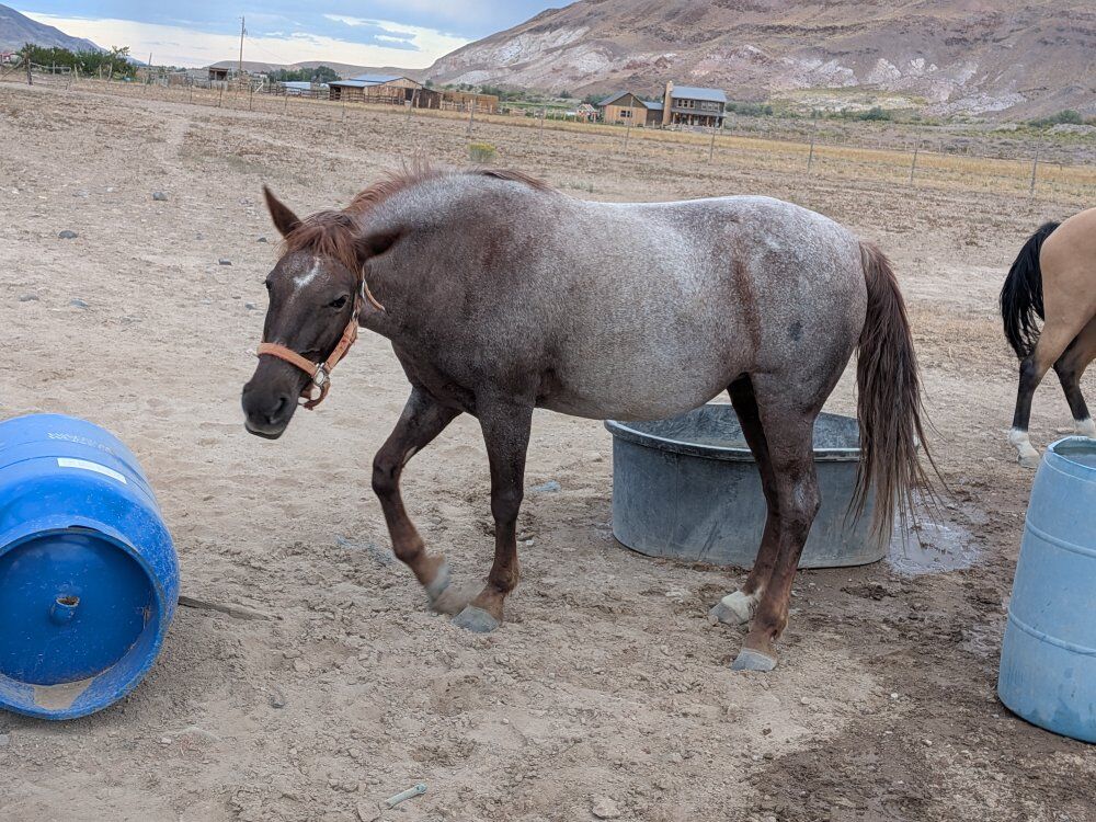 Tennessee Walker mare