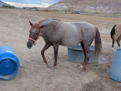 Tennessee Walker mare