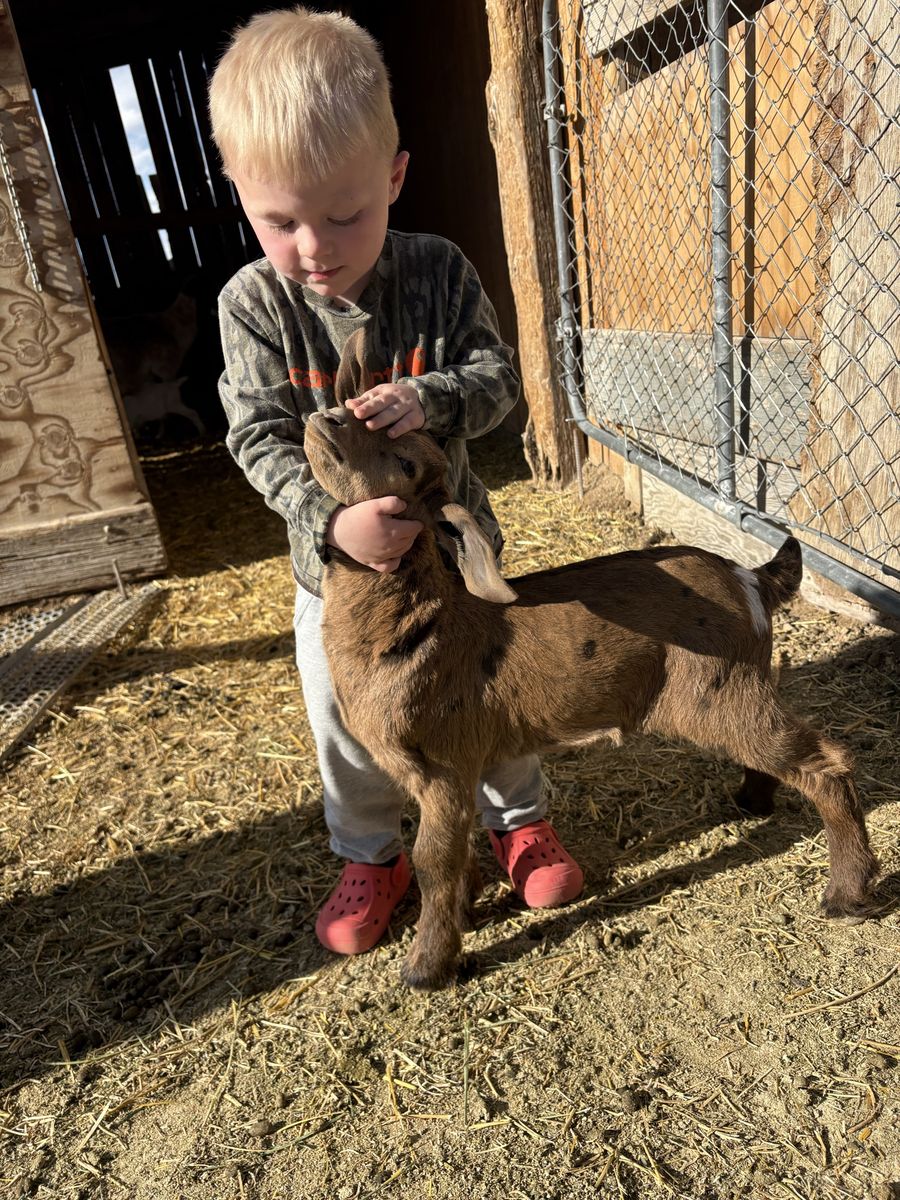 Market buck kid for sale