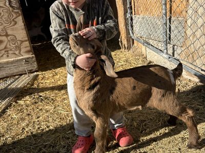 Market buck kid for sale