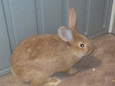 flemish giant