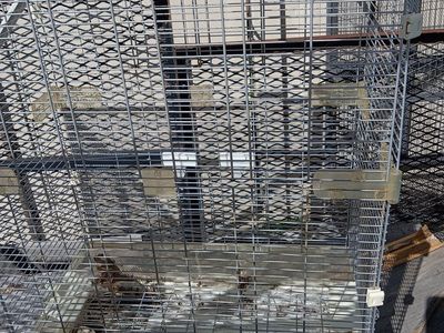 Bird cage