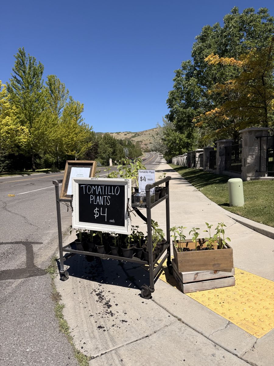 Tomatillo plants