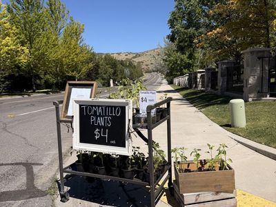 Tomatillo plants