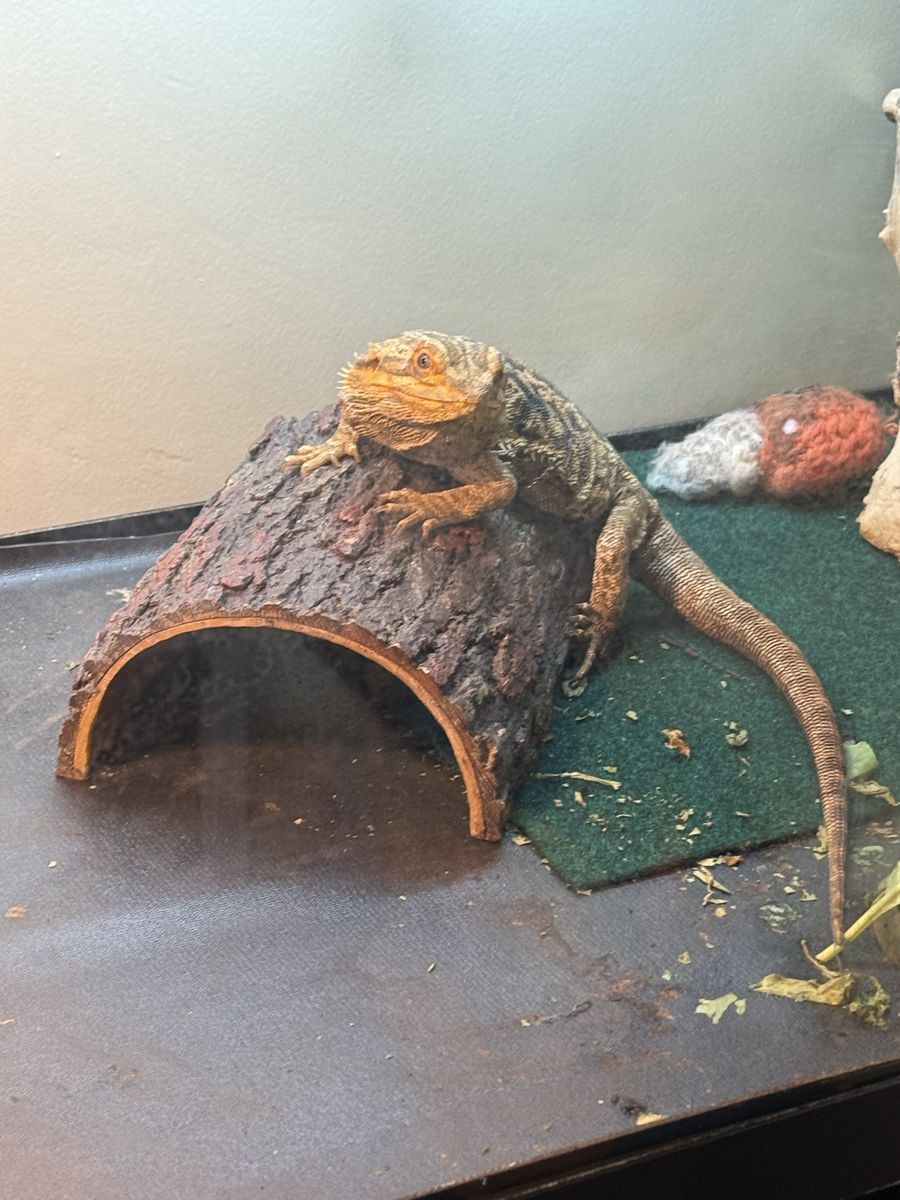 Male Bearded Dragon - Healthy & Active Reptile Pet