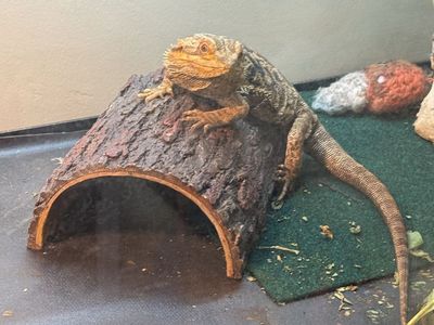 Male Bearded Dragon - Healthy & Active Reptile Pet