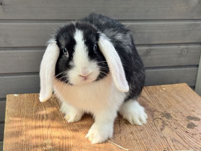Jr Holland Lop Buck Pedigreed