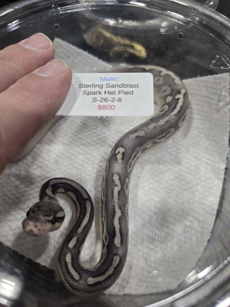 sterling sandblast HET pied female ball python