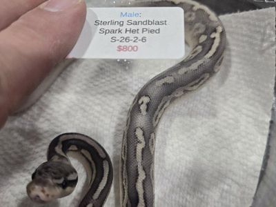 sterling sandblast HET pied female ball python