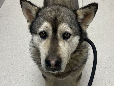 Hello my name is Nanook