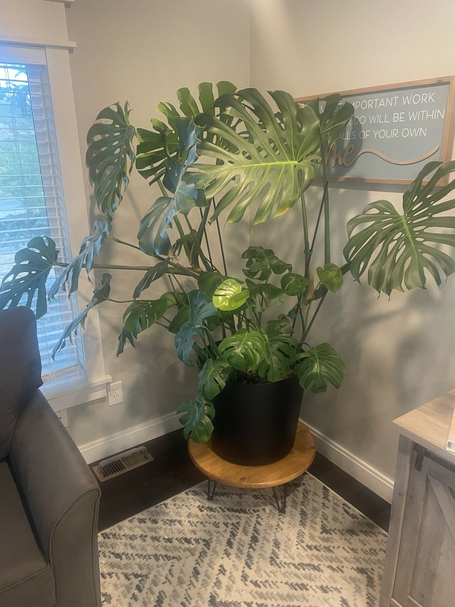 Large Monstera Deliciosa Houseplant in 20” Black Pot 