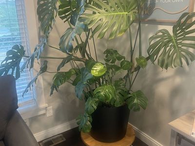 Large Monstera Deliciosa Houseplant in 20” Black Pot