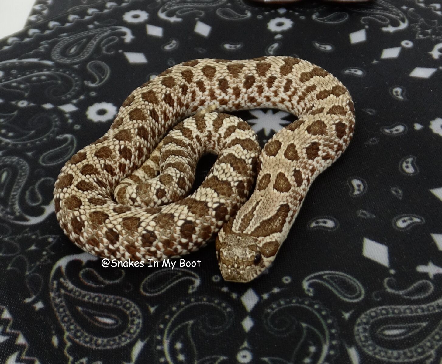 50% OFF Winter Sale! Male Western Hognose Wild Type Quad Het