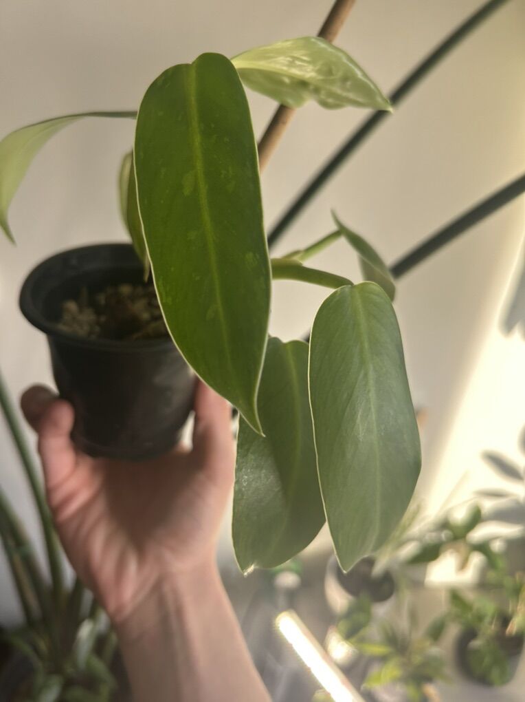 Philodendron Jose Bueno