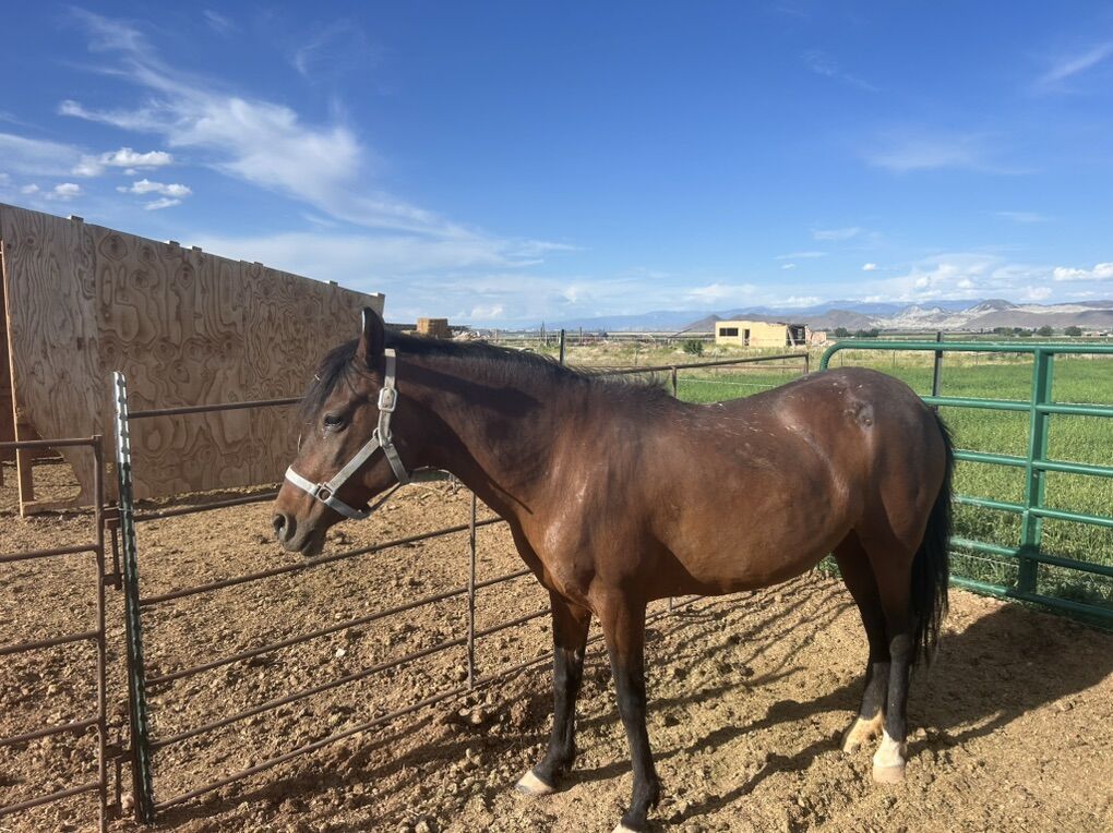 Paso Fino Mare For Sale