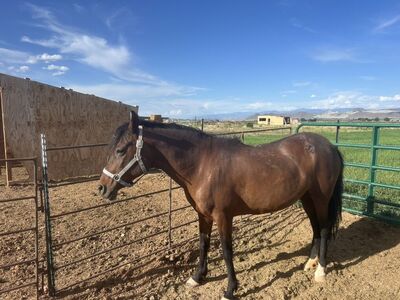 Paso Fino Mare For Sale