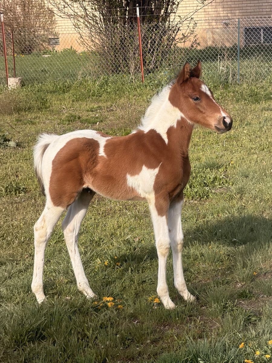 2026 colt