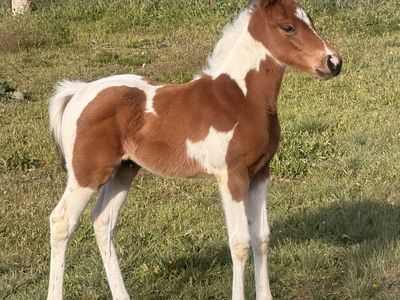 2026 colt