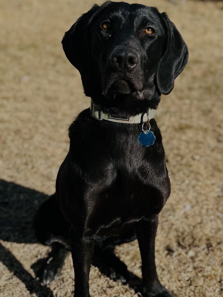 Professionally Trained Shed Antler  Dog