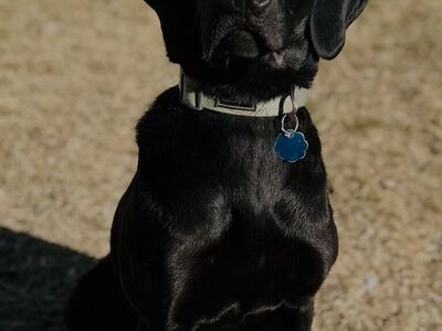 Professionally Trained Shed Antler Dog