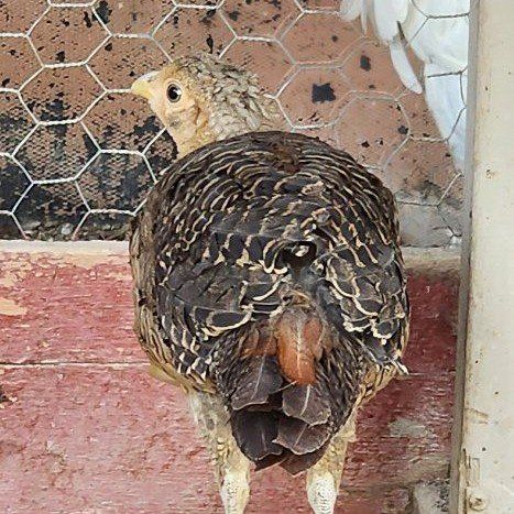 Juvenile Golden Pheasant