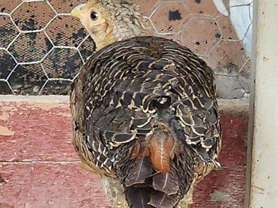 Juvenile Golden Pheasant