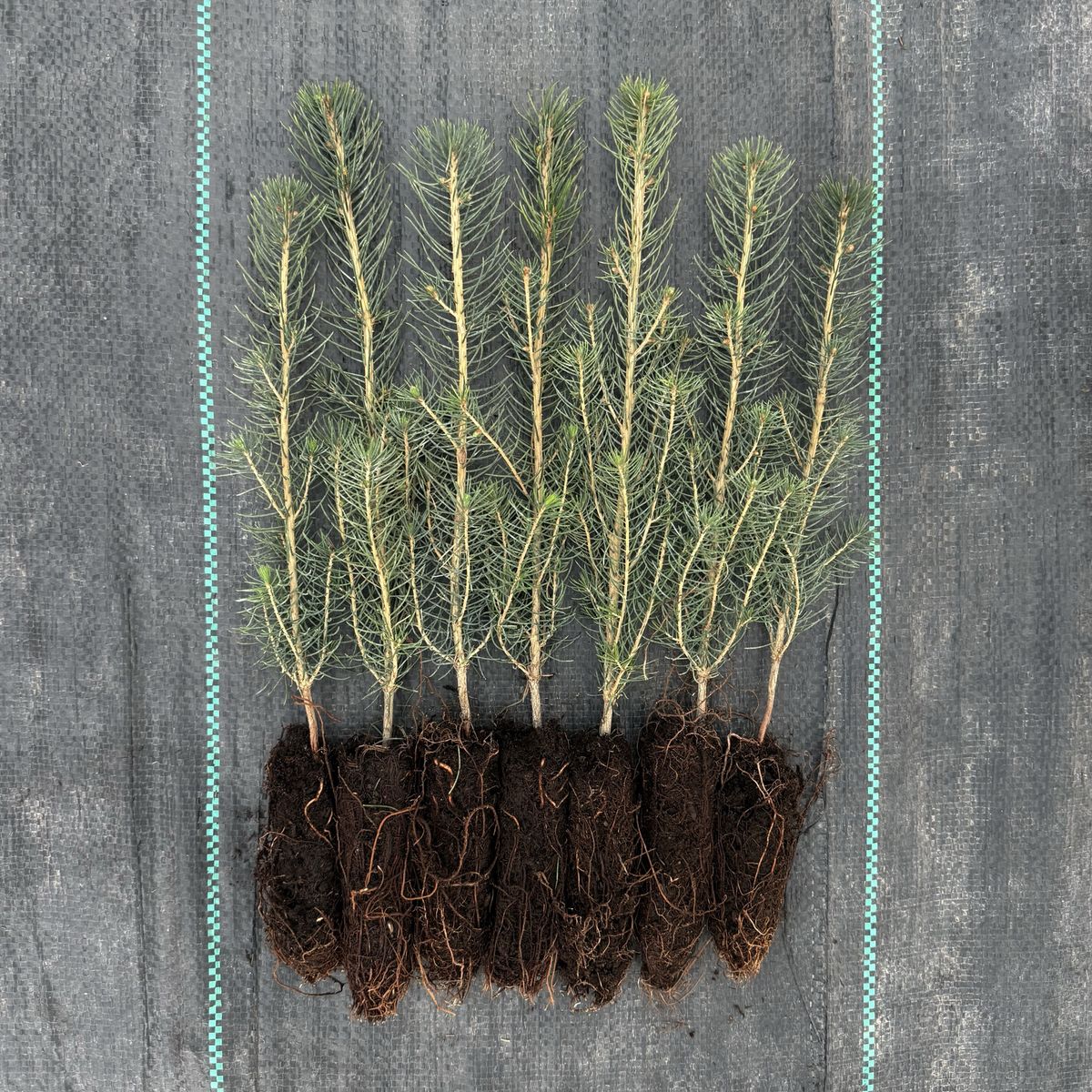 Norway Spruce Seedlings 6-12”