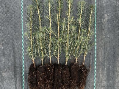 Norway Spruce Seedlings 6-12”