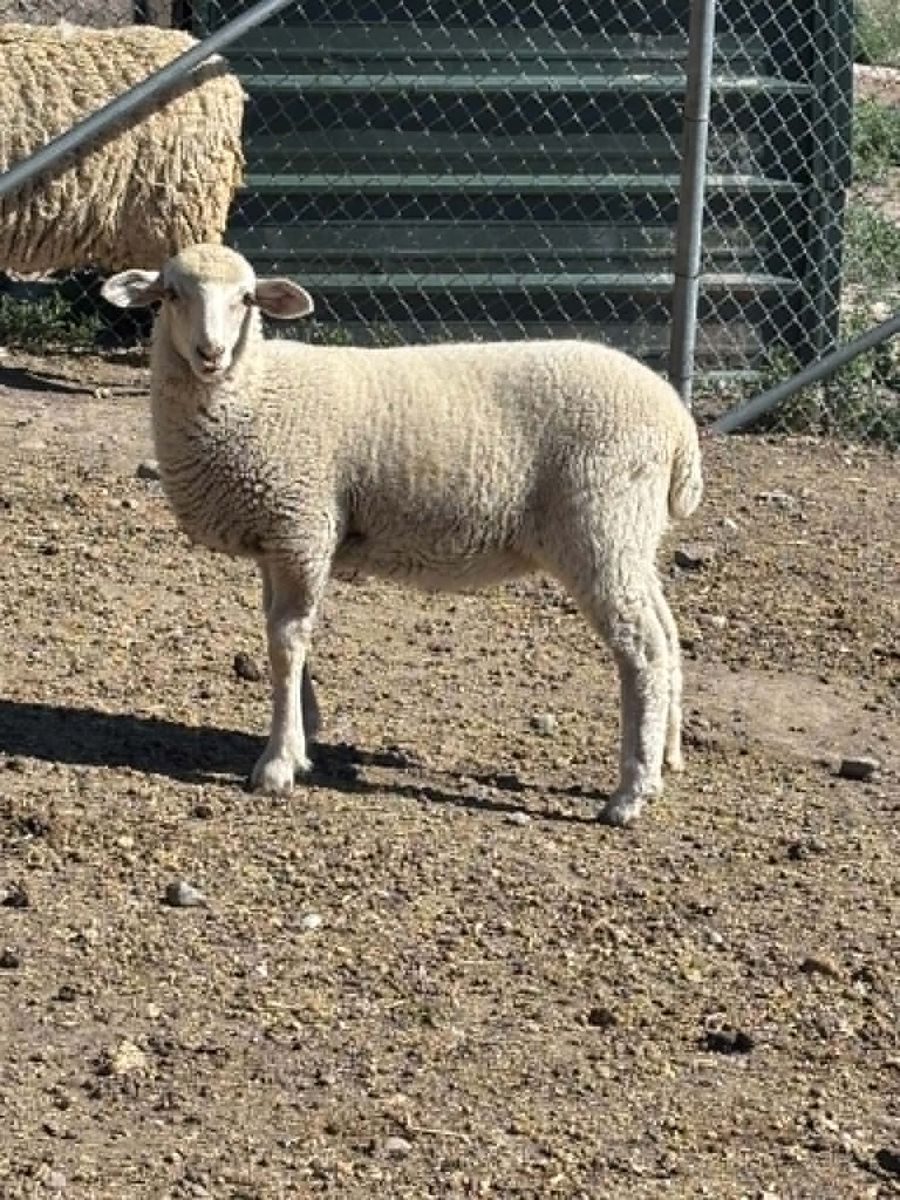 ewes and lambs