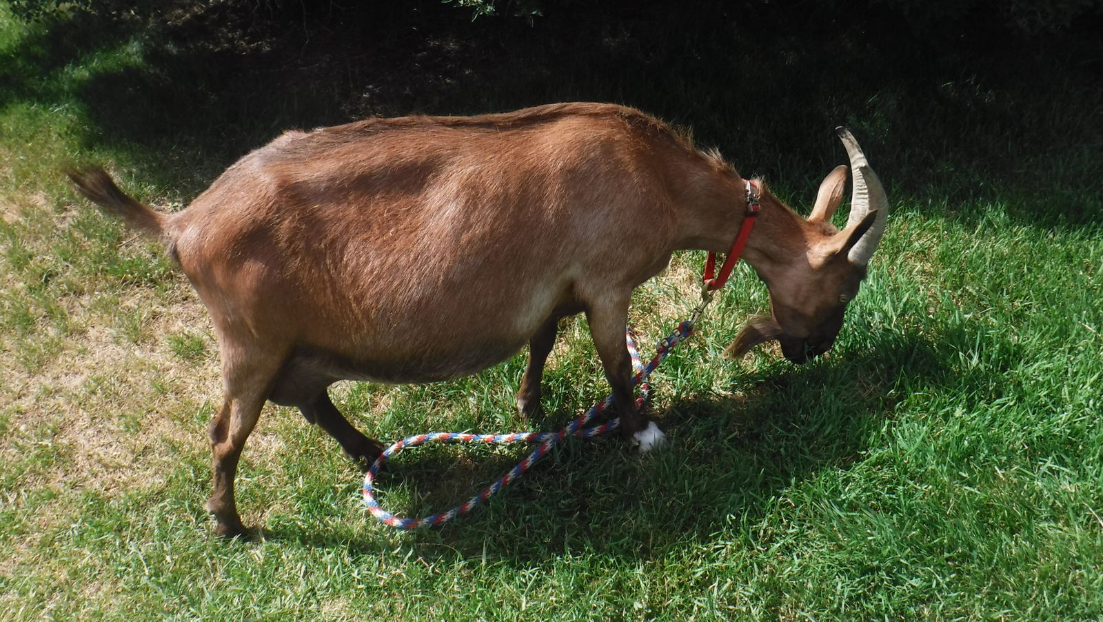 Purebred Alpine Dairy Milk Goat $450 OBO