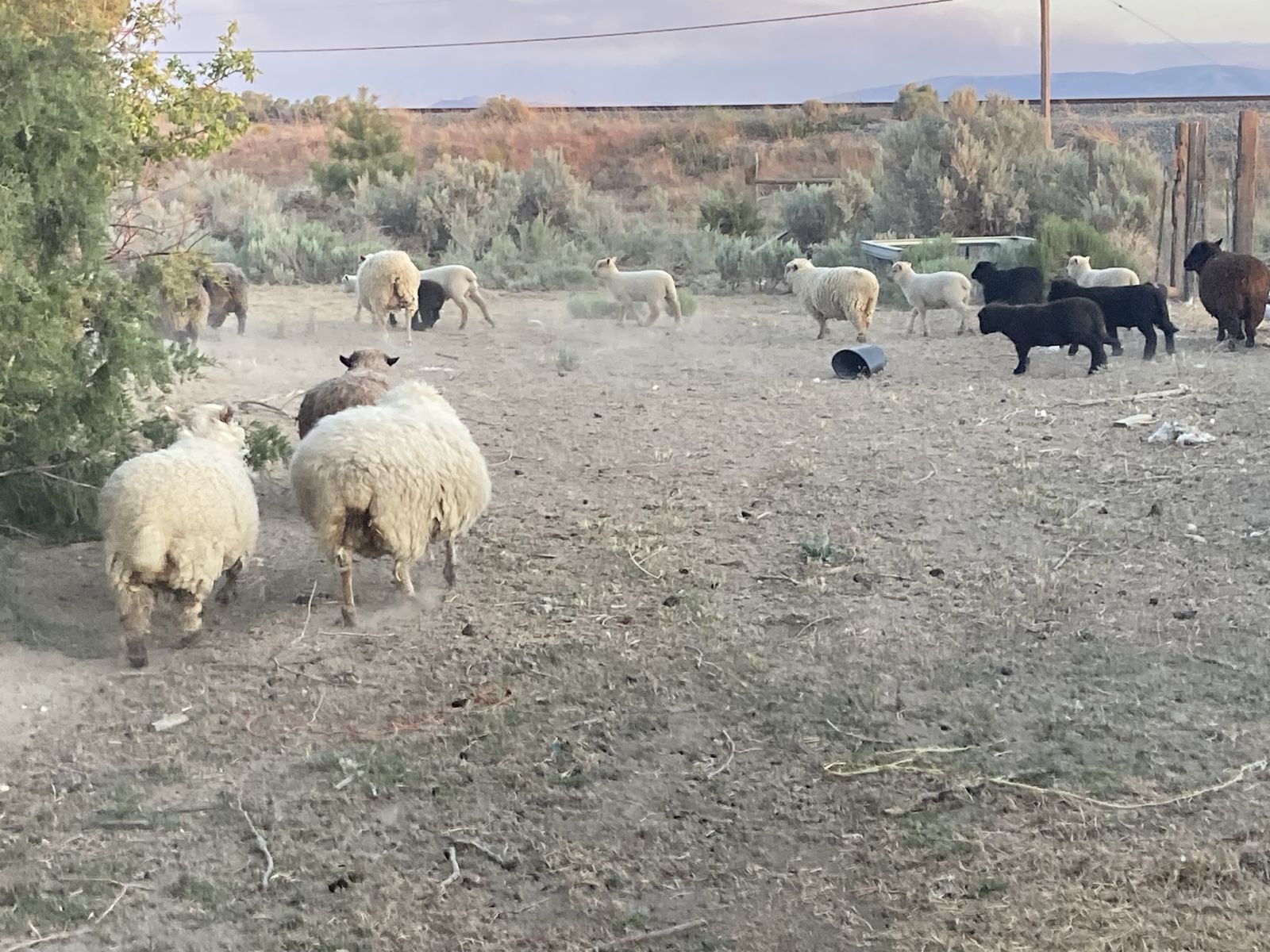 Babydoll sheep