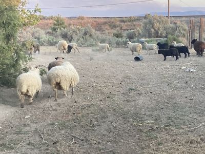 Babydoll sheep