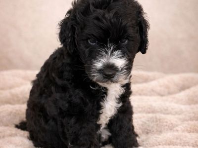 Adorable Schnoodle Puppies!!!