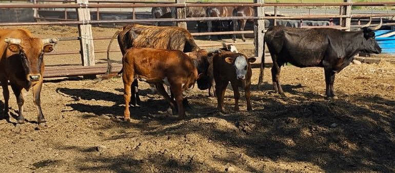 3 Coriente Cows