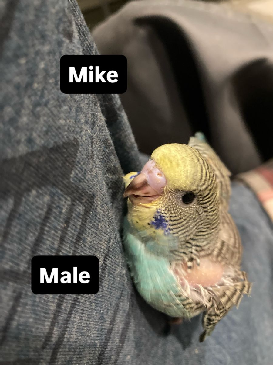 Baby Budgie/parakeets *please read Description