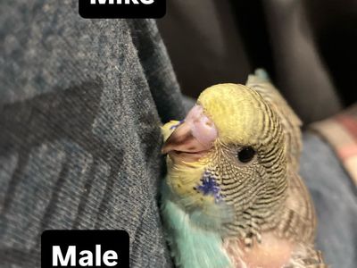 Baby Budgie/parakeets *please read Description