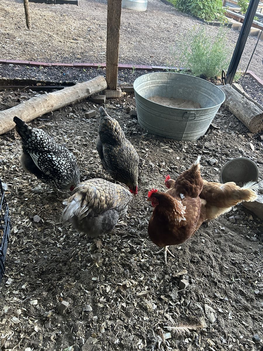 Laying hens