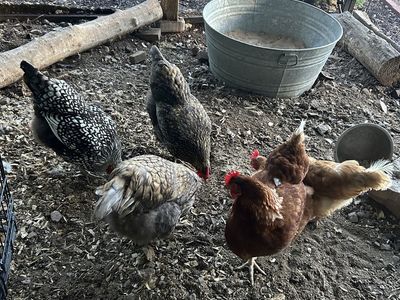 Laying hens