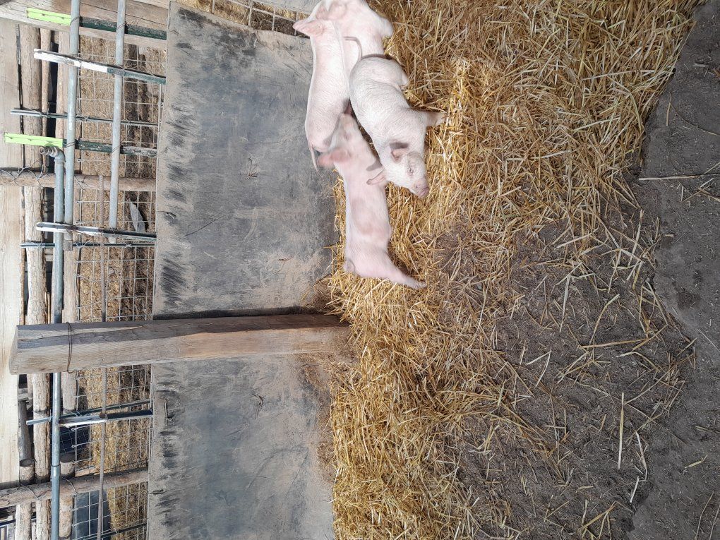 Purebred  Yorkshire Boar and Gilts