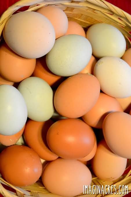 Fresh eggs (not fertile)