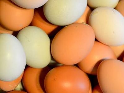 Fresh eggs (not fertile)