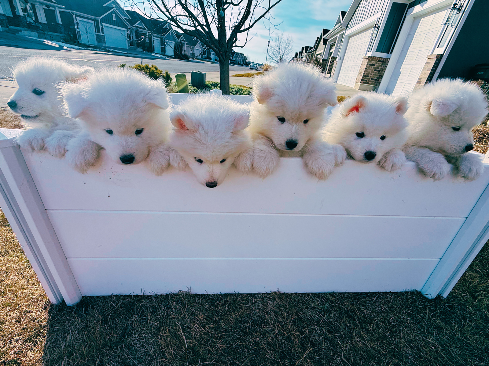Samoyed Puppies - AKC Registered - 3 Boys, 3 Girls (NOT a doodle, lab, husky, or retriever)