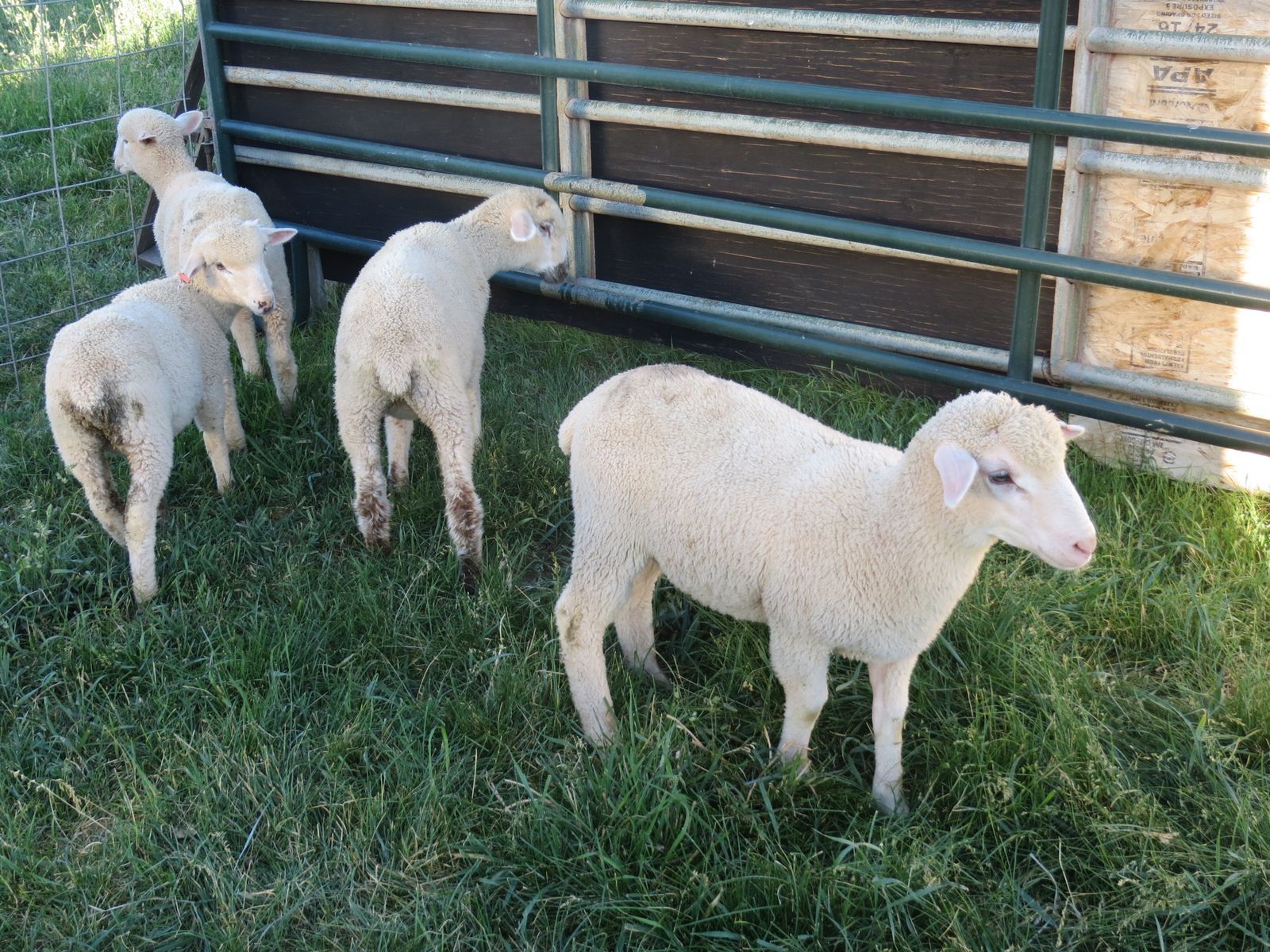 4 Pasture Ewe Lambs