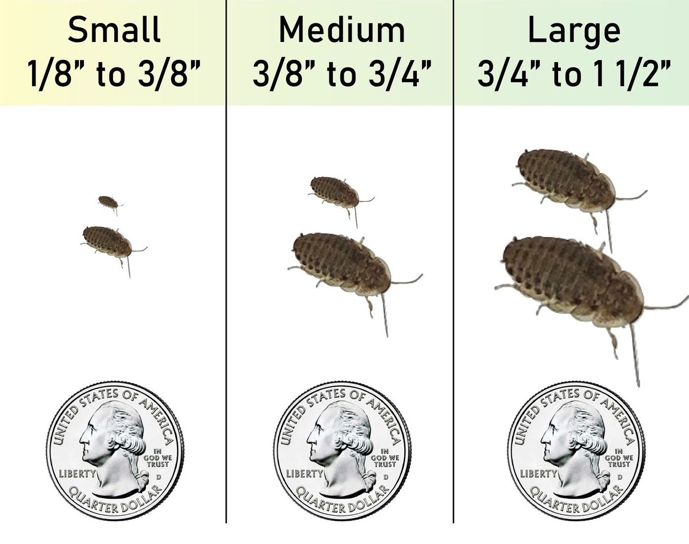 Dubia Feeder Roaches