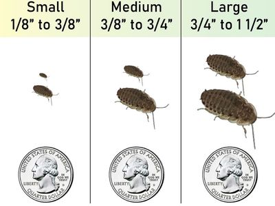 Dubia Feeder Roaches