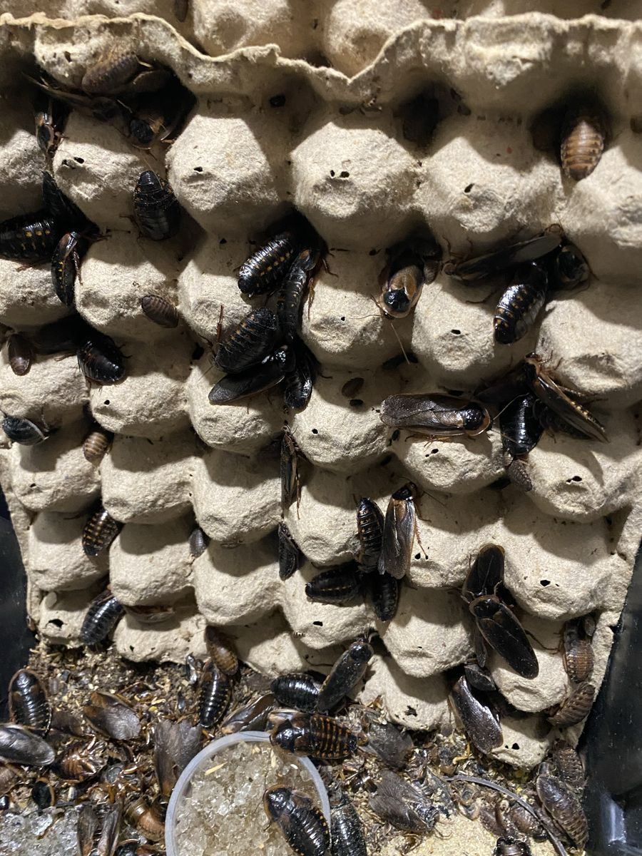 Dubia Cockroach